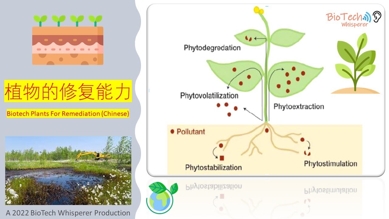 植物的修复能力的应用的透视概述 Biotech Applications of Plants in Phyto-remediation (Chinese)