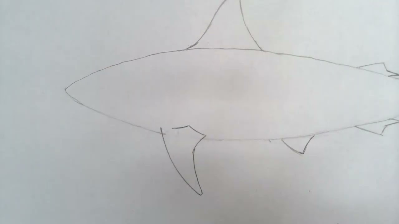 How To Draw A Black Tipped Shark Video 1