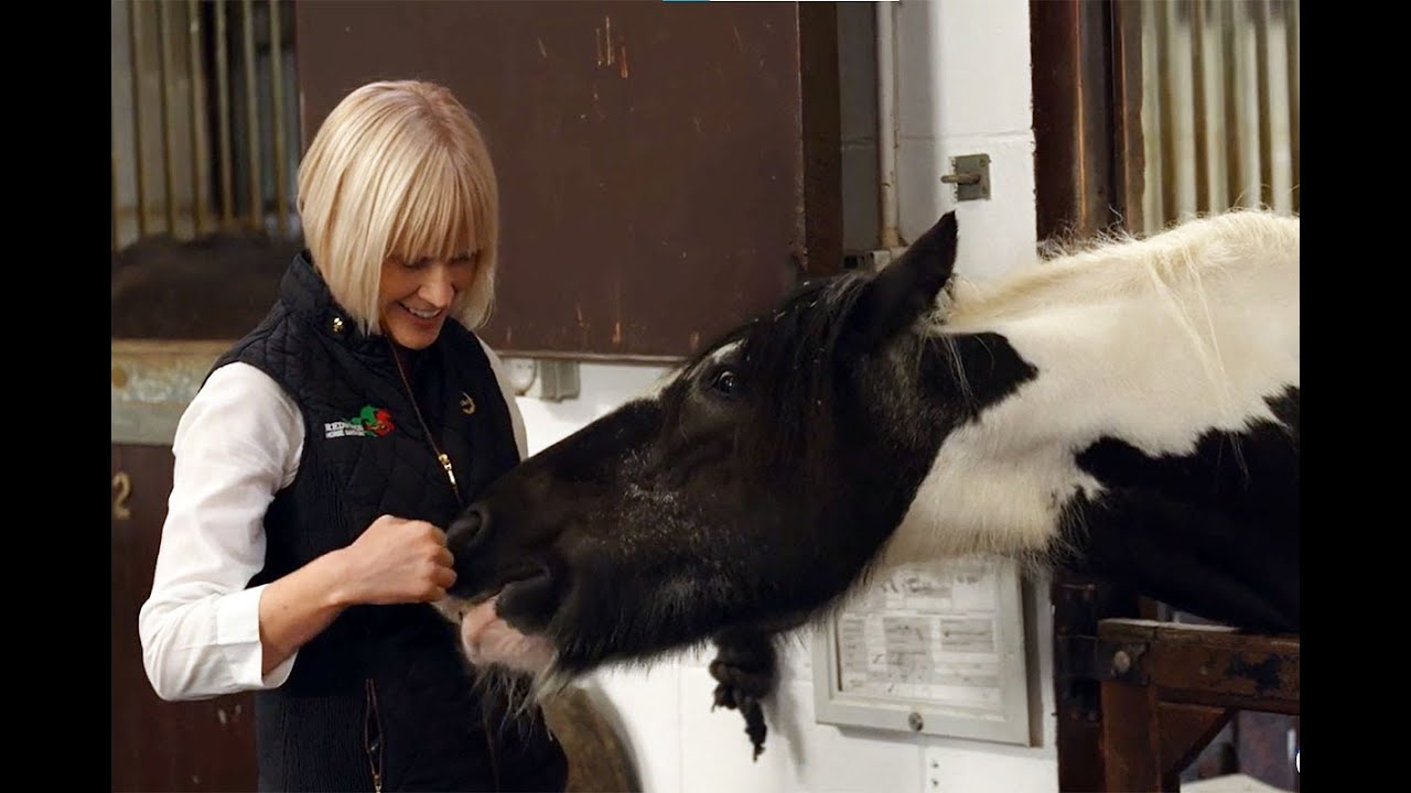 Caring for the Laminitic Horse on Stall Rest