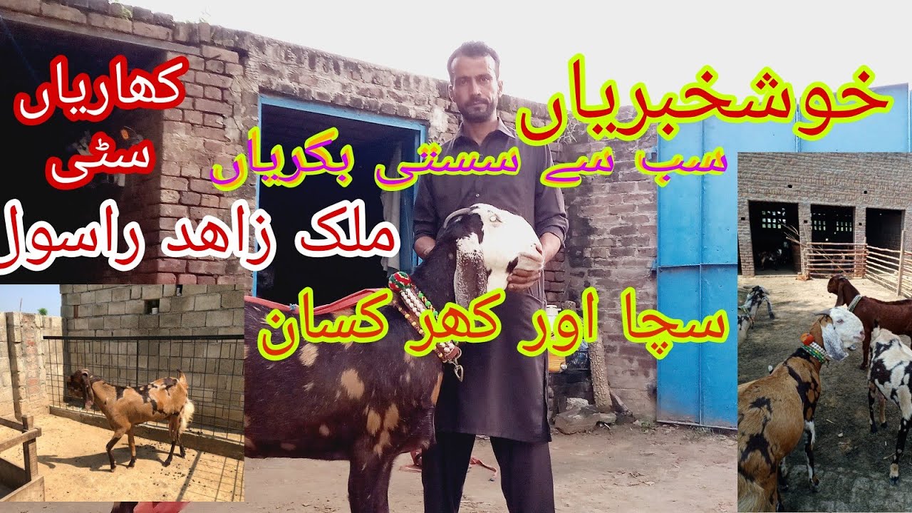 Malik Zahid rasool goat Farm kharian Doga tehalڈوگہ تہال # gujrat gujrati beethal goats