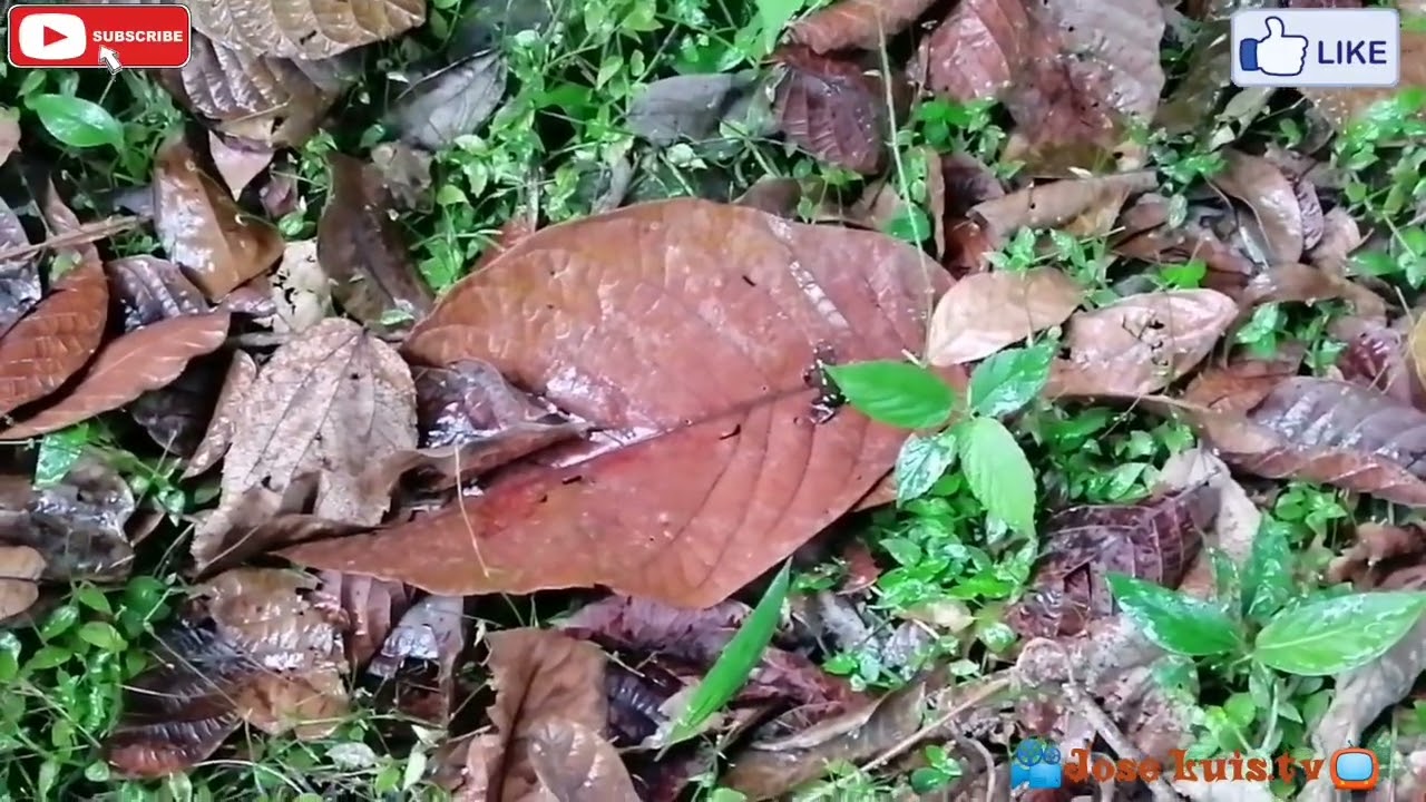Un pequeño. recorrido por el cerro🌿 Ancón🌿