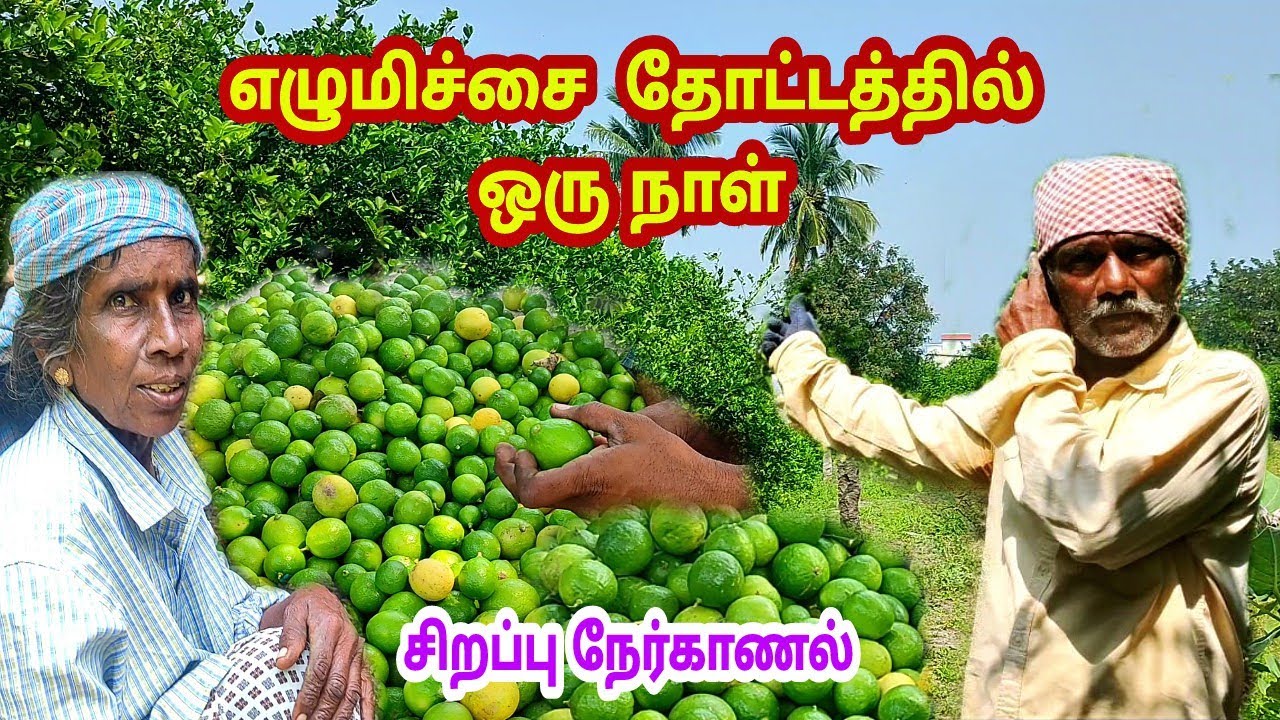 ௭லுமிச்சை சாகுபடி முழுதொகுப்பு / Mr tamil tamil info