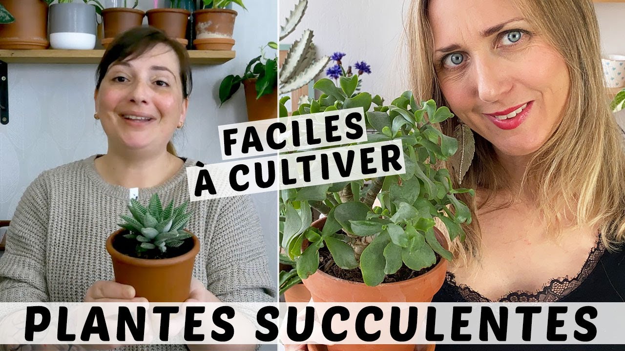 🌿 PLANTES SUCCULENTES FACILES POUR LES DÉBUTANTS | AVEC LE PETIT JARDIN DE BOB 🌵
