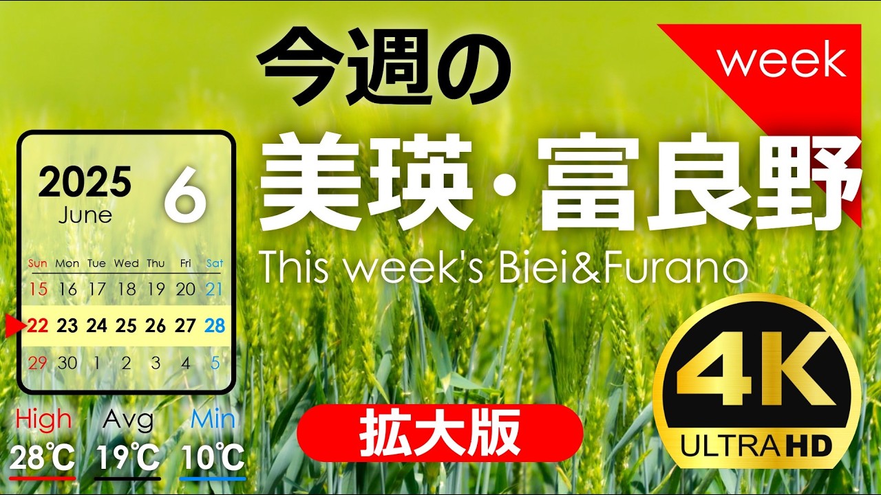 今週の美瑛・富良野【拡大版】牛とキツネと小麦畑！2025年6月第❸週｜季節の風景を発信中！北海道アーカイブ