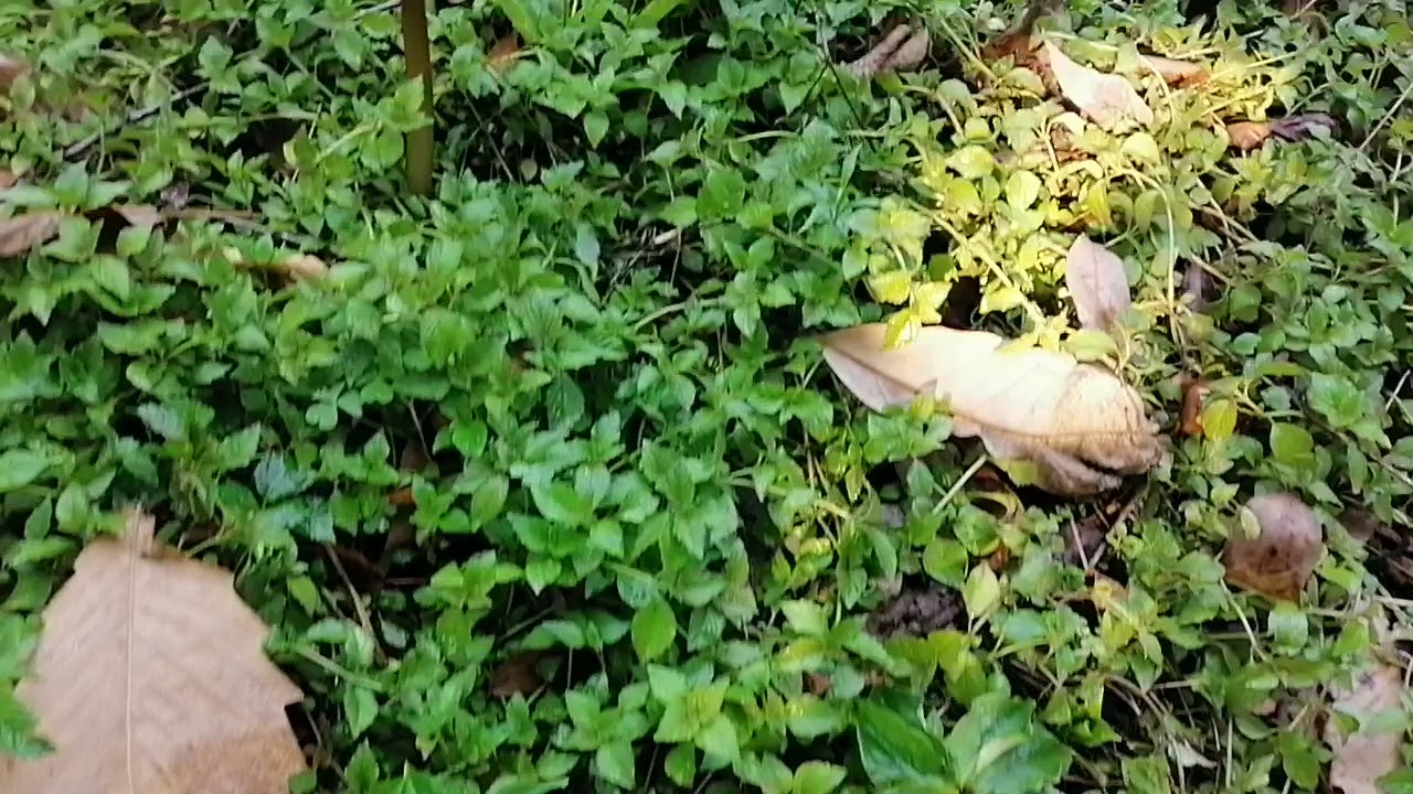 Paris Polyphylla