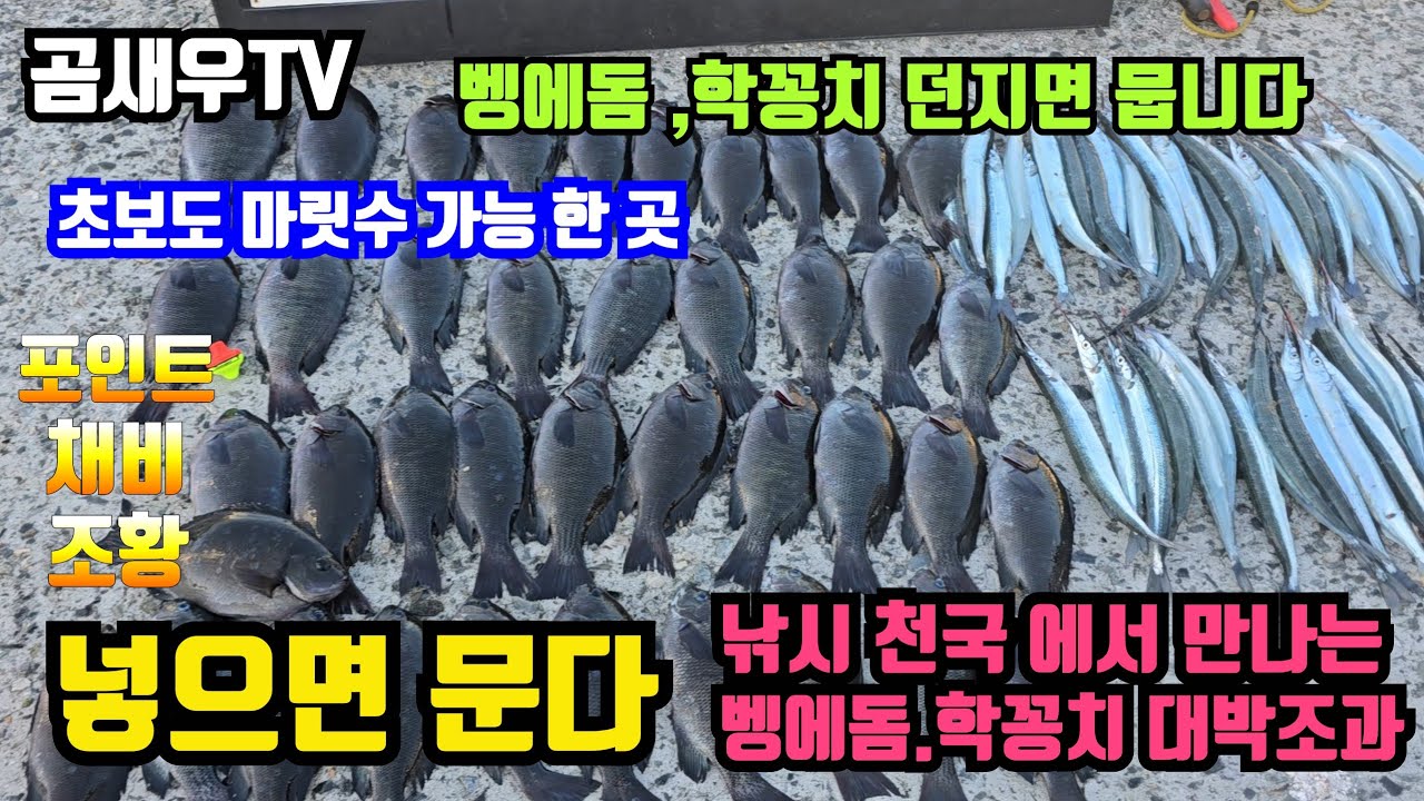 벵에돔.학꽁치 던지면 무는곳.낚시천국 누구나 쉽게 잡을 수 있고 손맛과 입맛까지 볼 수 있는 최고의 포인트 벵에돔 낚시가 이렇게 쉽다고? #지세포 #지세포방파제 #거제도방파제 