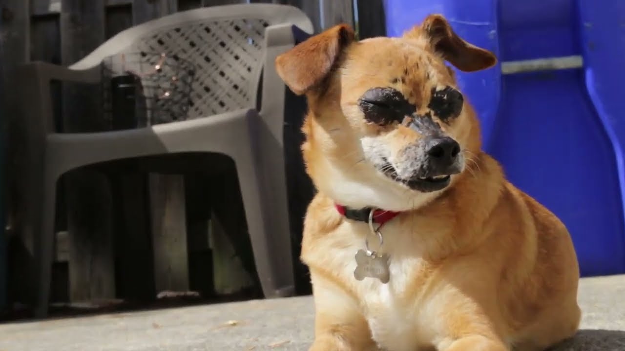 baskin doggies