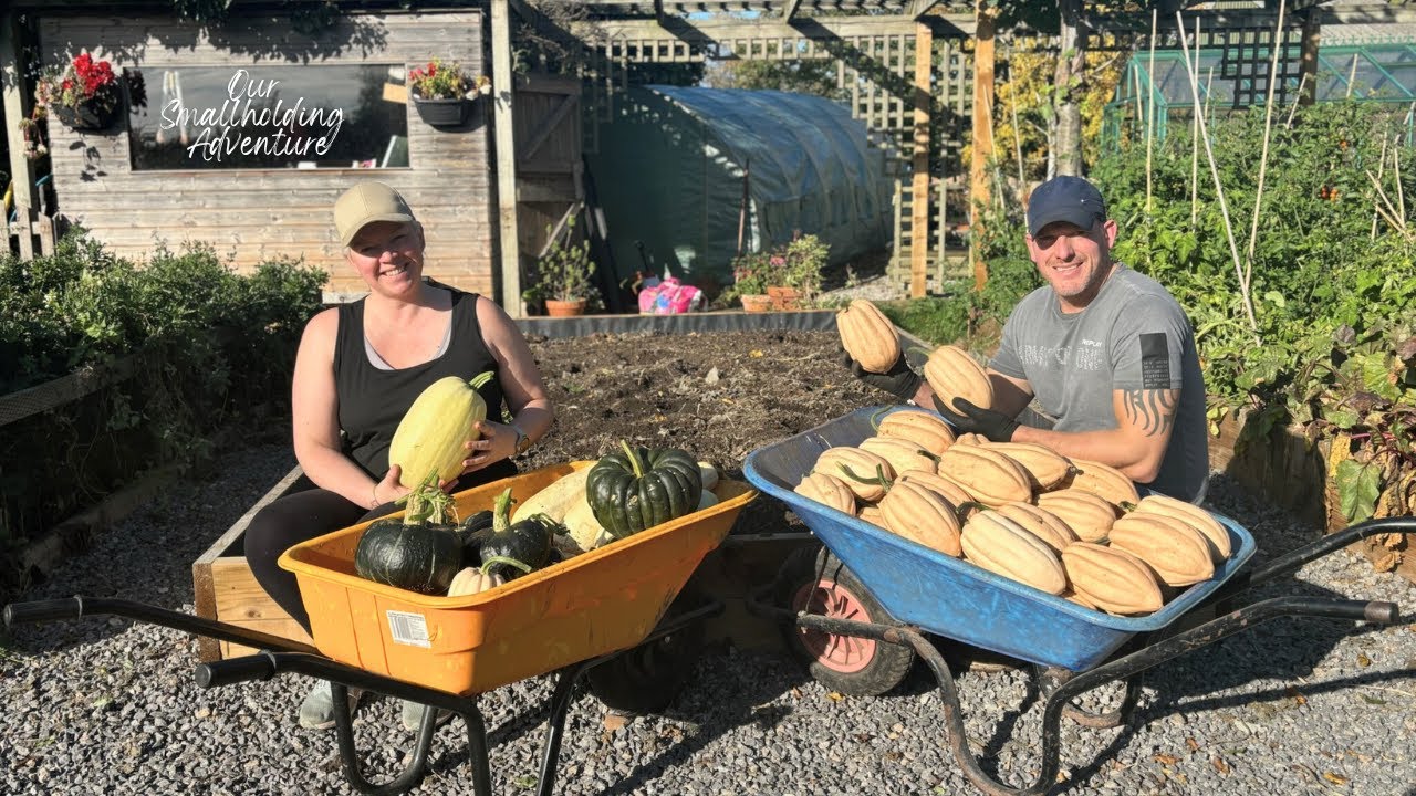 Our BIGGEST Winter Squash Harvest | Autumn Projects on the Smallholding