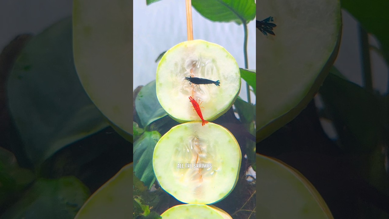 🥒 Salad for My Shrimps🦐! #ytshorts #shorts #fish #pets #fishaquarium #aquarium #fishtank #feeding