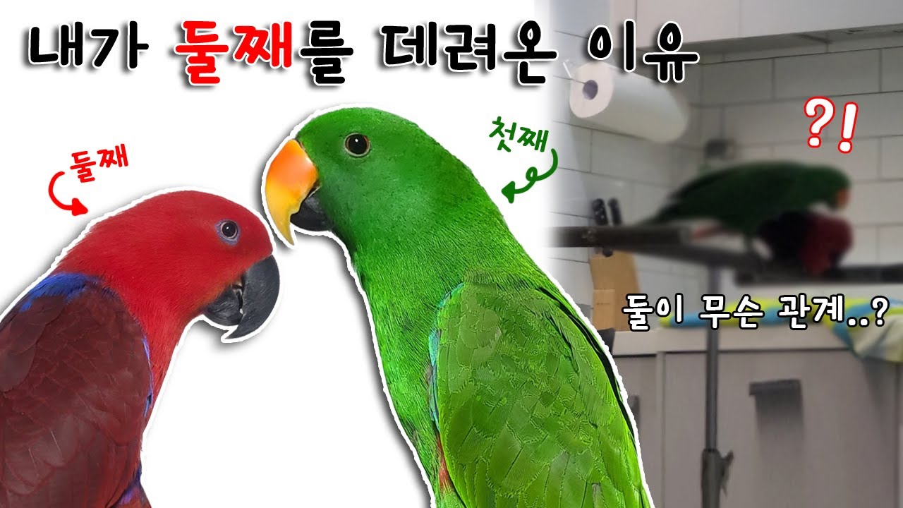 [지구젤리/정보] 내가 둘째를 데려온 이유와 둘의 관계 변화과정