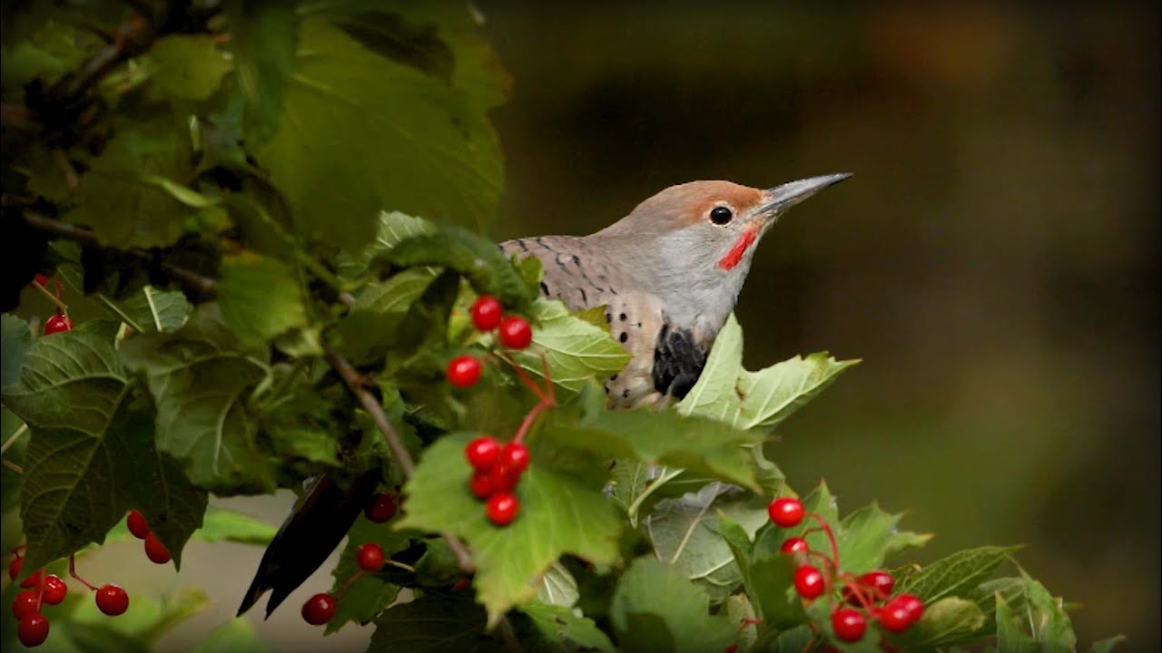 Northern Flicker (Colaptes auratus)