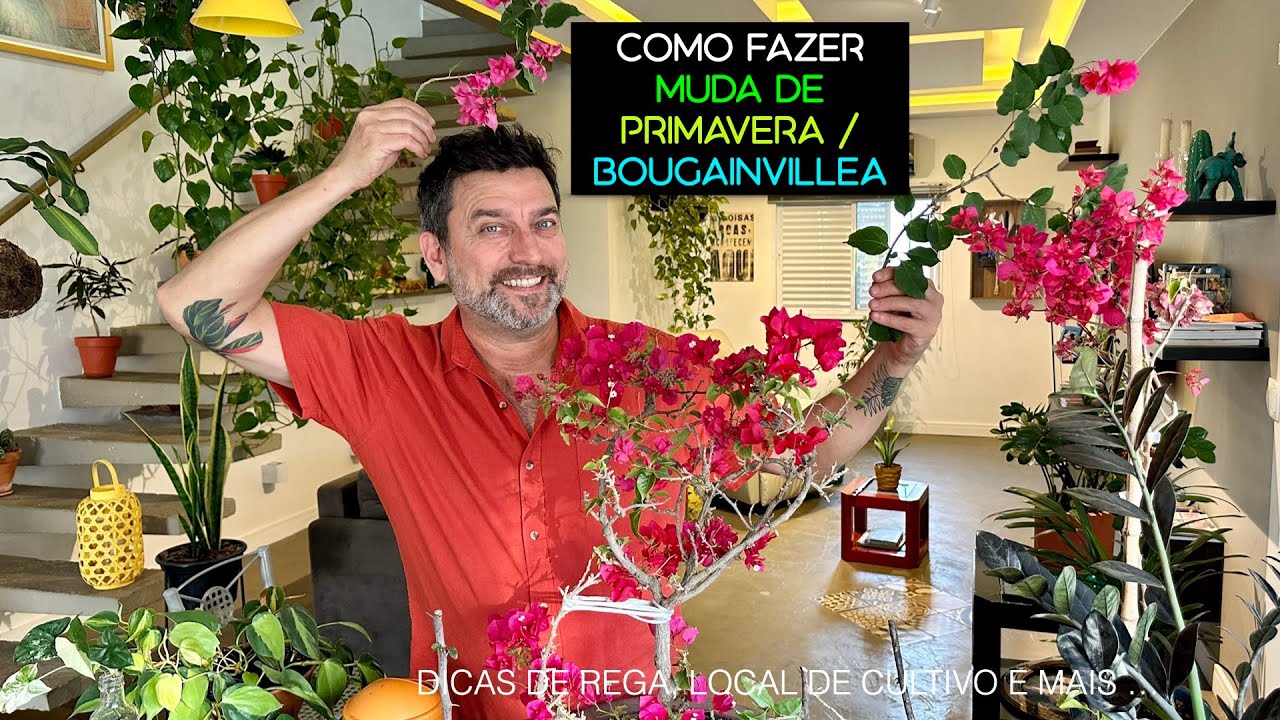 Como Fazer Mudas de PRIMAVERA / BOUGAINVILLEA