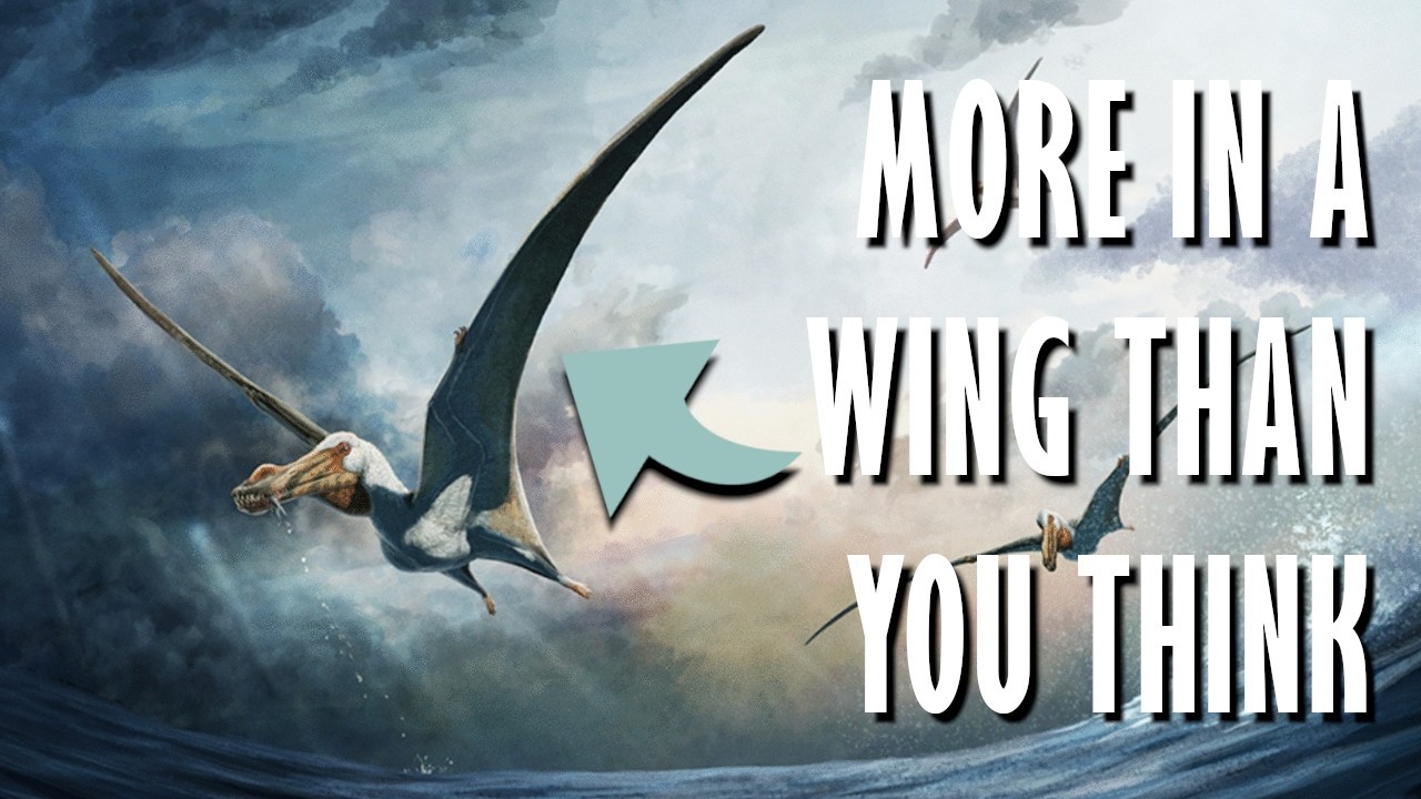 Everything You Need To Know About: Pterosaurs