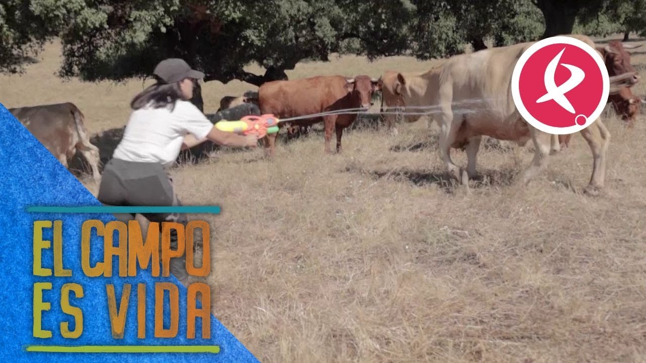Pistolas de agua para curar bicheras | El campo es vida