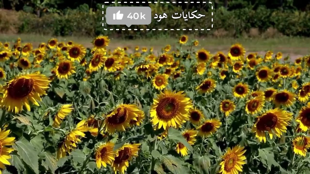شوفو شنو وقع لهاد الراجل 😱