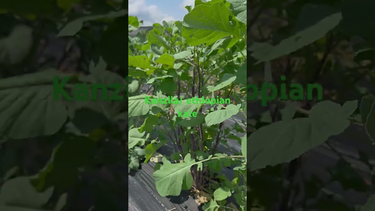 Green leafy vegetables 
