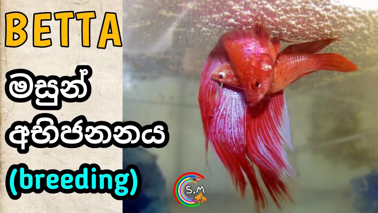 Betta(fighter) fish Breeding in Sinhala | The EASY way!!!