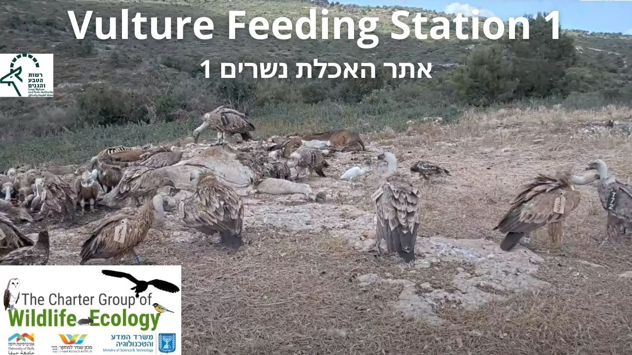 Vulture Feeding Station1 נשר|Israel Nature and Parks Authority|The Charter Group of Wildlife Ecol
