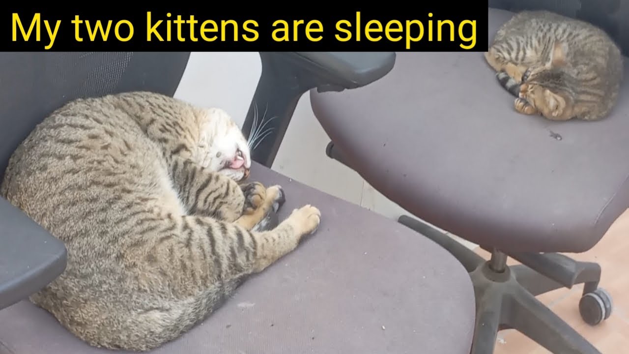 I have two kittens sleeping in my chair all the time, which makes me very happy. #kittens#vdieo