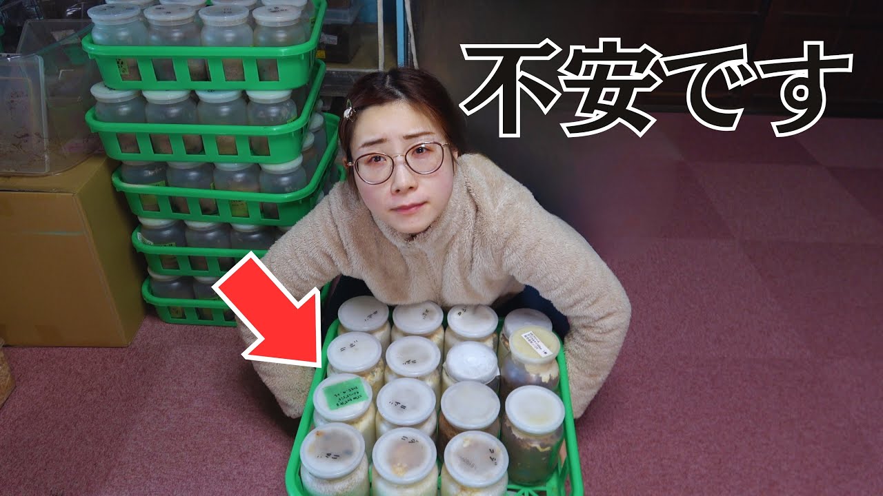 正直ダメかと思って掘ったら…不安だらけのニジイロクワガタ大量生体掘り出し