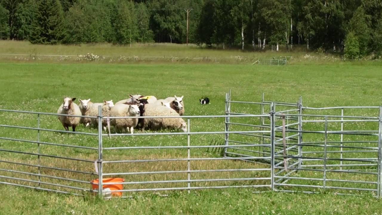 fårvallning