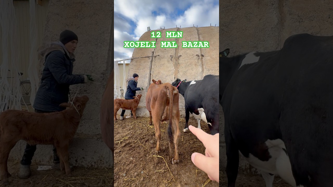 12 MLN XOJELI MAL BAZAR #xojeli #мухаммеднукус #каракалпакстан