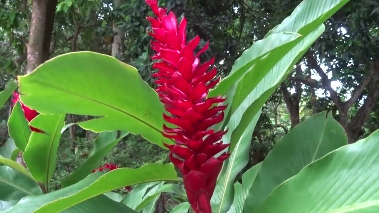 Johnny's Nature Brasil January 2025