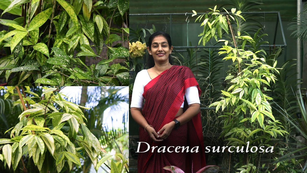 Dracaena Surculosa
