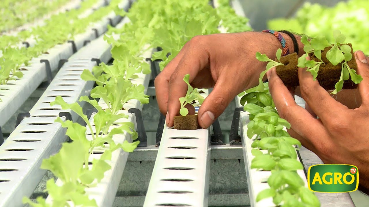 Hidroponia, producción de cultivos sin tierra (#809 2019-02-02)