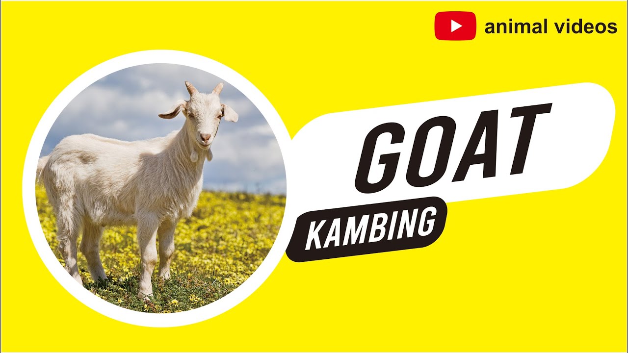 GOAT (CAPRA AEGAGRUS HIRCUS) || ANIMAL VIDEOS