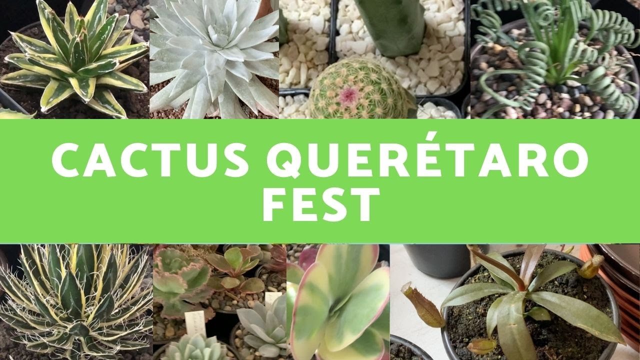 ¡Expo Cactus Querétaro Fest! 😸🌵 - Mundo Suculento