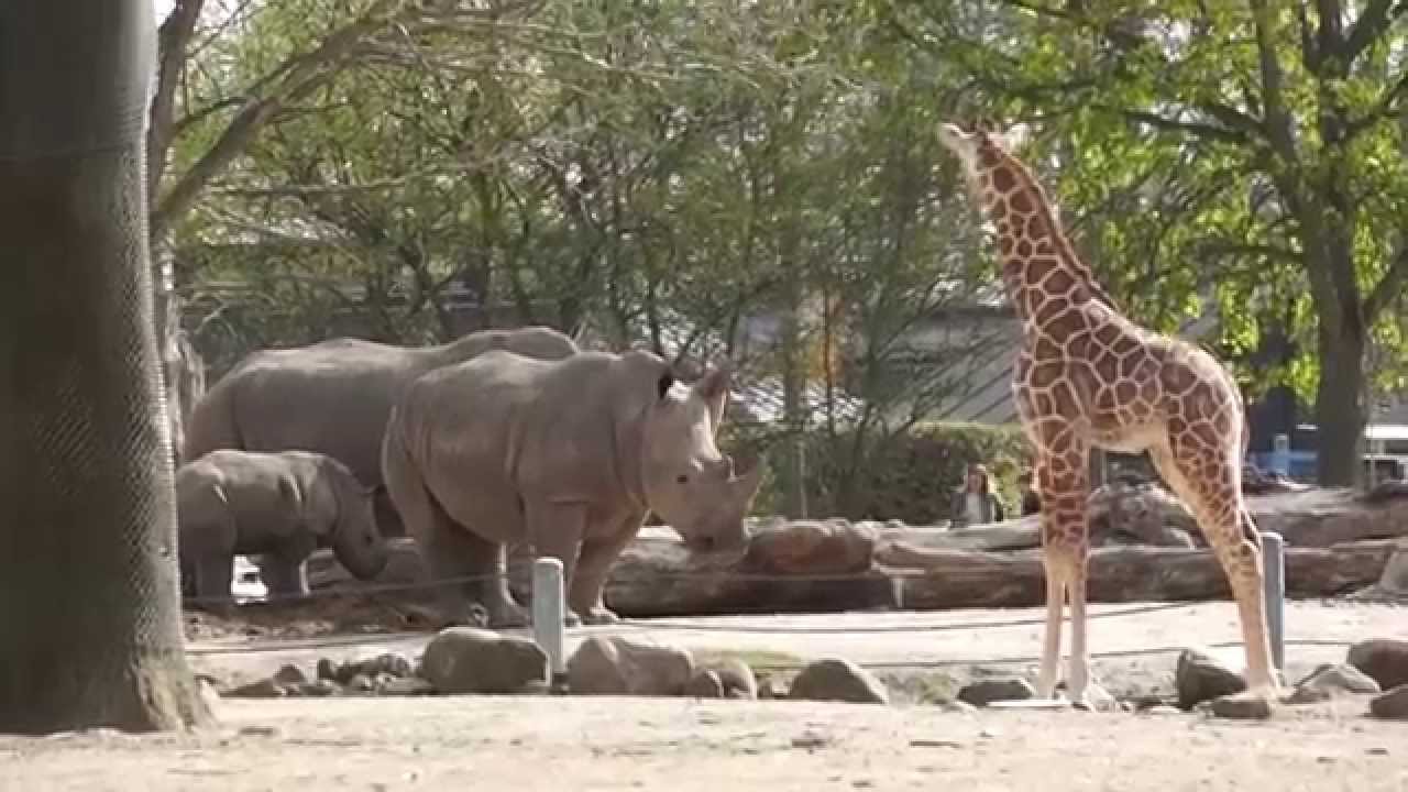 Girafunge møder næsehornsungen | Copenhagen Zoo