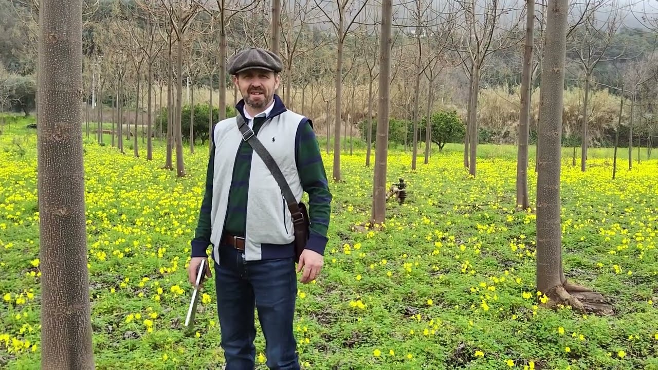 Paulownia tree regrowth after maturity cutting