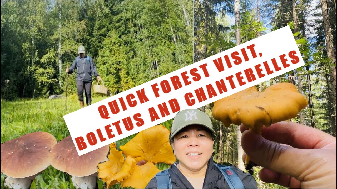 MUSHROOM FORAGING: A QUICK FOREST VISIT FOR RECREATION BY MYSELF ALONE