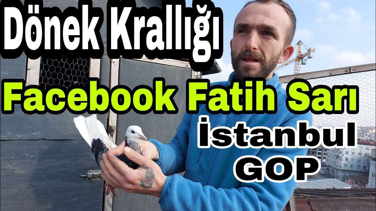 Dönek Krallığı. Fatih Sarı, İstanbul Gazi Osman Paşa, GOP Dönek Güvercini Kümesleri.