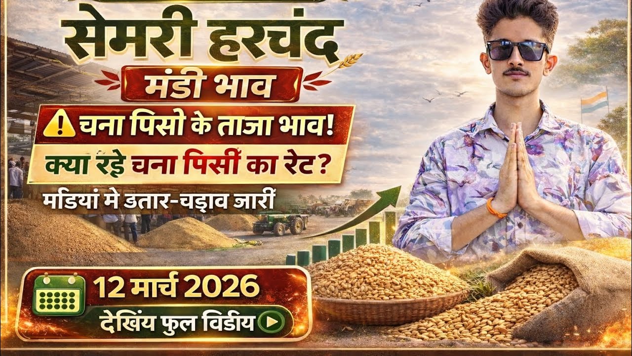 सेमरी हरचंद मंडी में चना पिसी का भाव |  भाव#SemriHarchandMandi #ChanaRate  #MandiBhav #KisanNews 