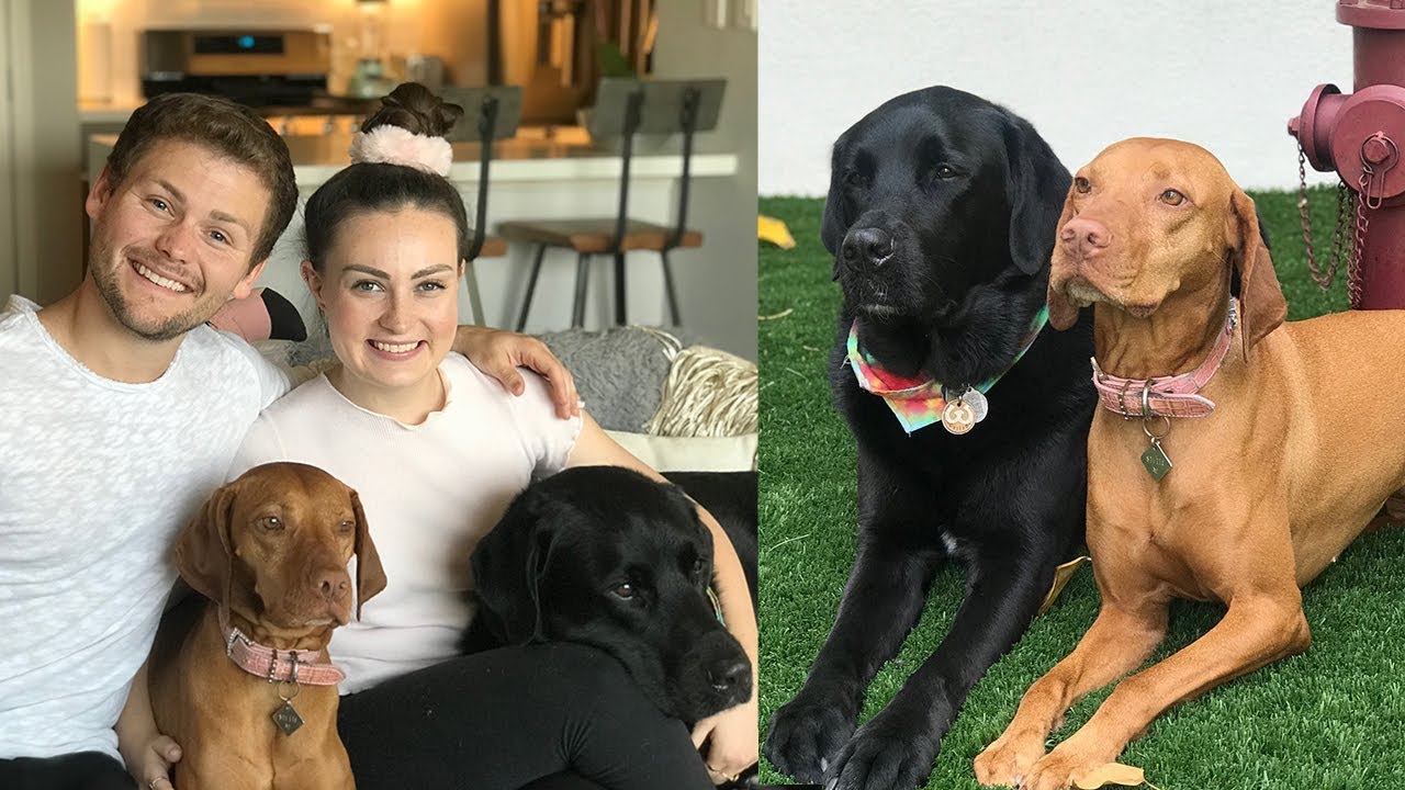 Our Service Dogs Went On A Second Date! ft. Drew Lynch and Stella!
