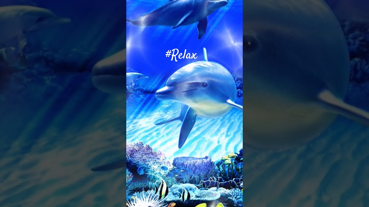 WOW!!! 😃😲😃 Gorgeous Piano Music By Tim Janis With Incredible Wildlife!!!