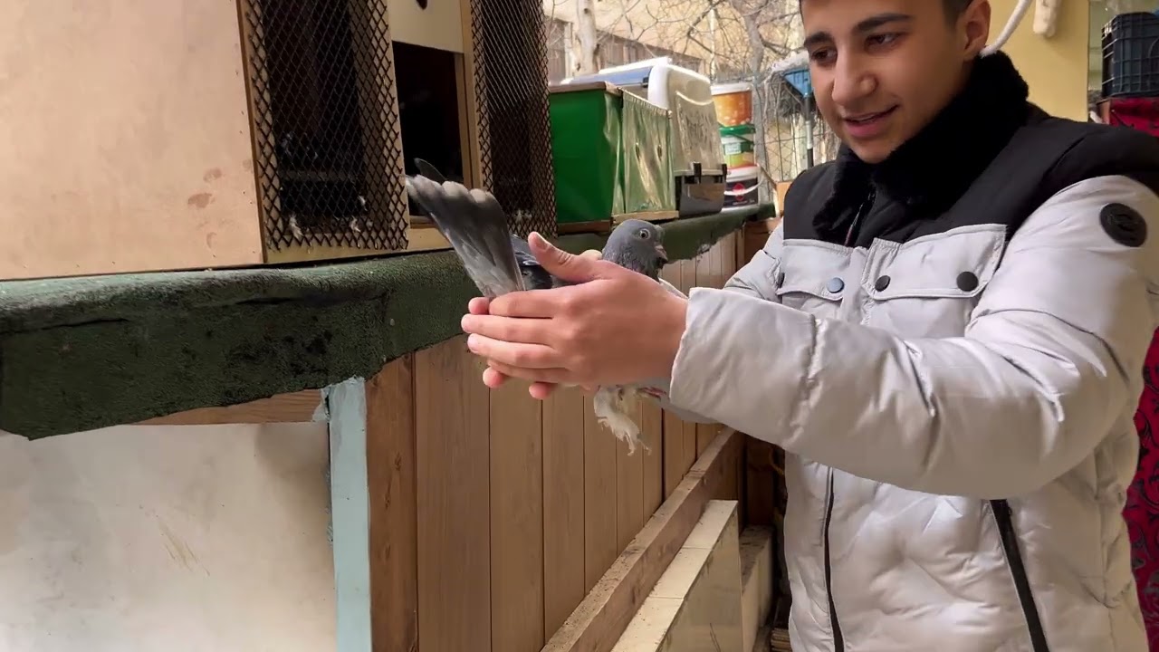 Kaçak Güvercin Yakaladım ( Markası Bileğinde )