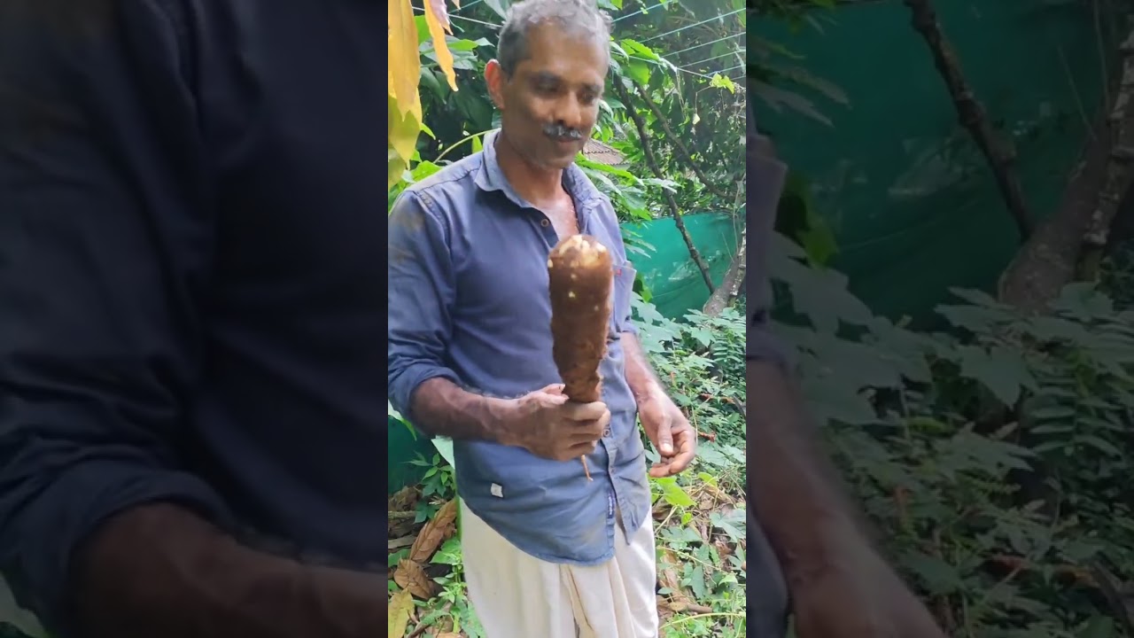 ഒരു ചേമ്പുപറിക്കൽ അപാരത🤗😋