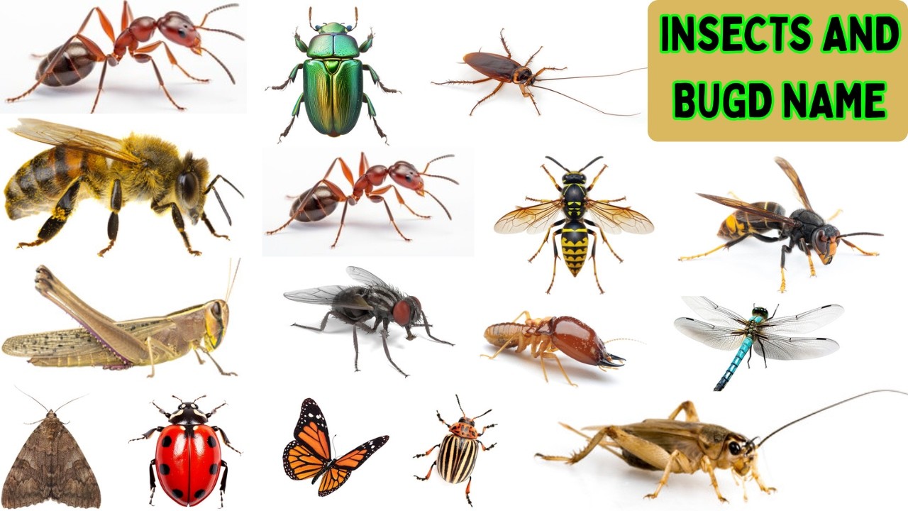 Insects & Bugs Vocabulary ll About 16 Insects & Bugs names In English With Pictures ll Insects Name