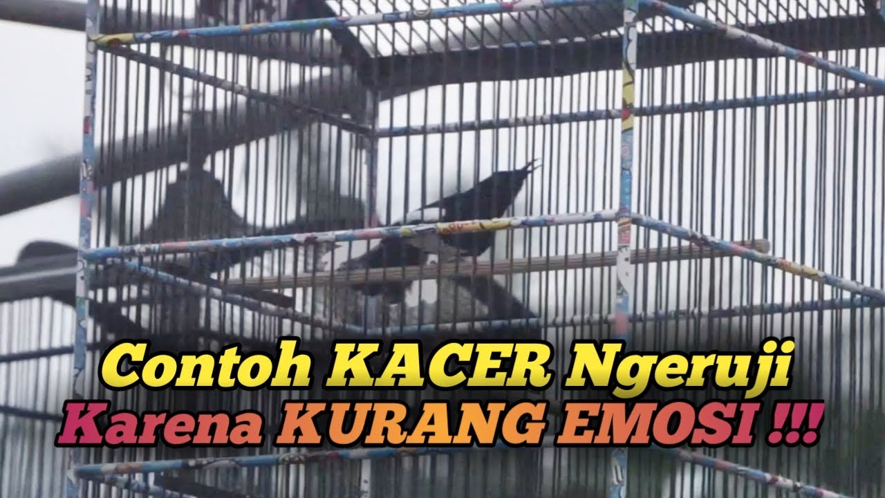 CONTOH KACER NGERUJI KARENA KURANG EMOSI