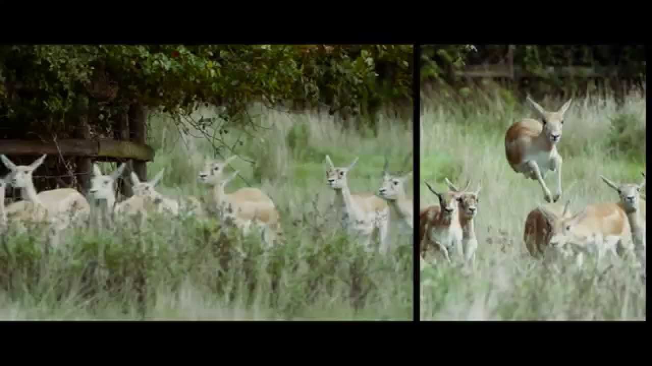 Visit Port Lympne Reserve!