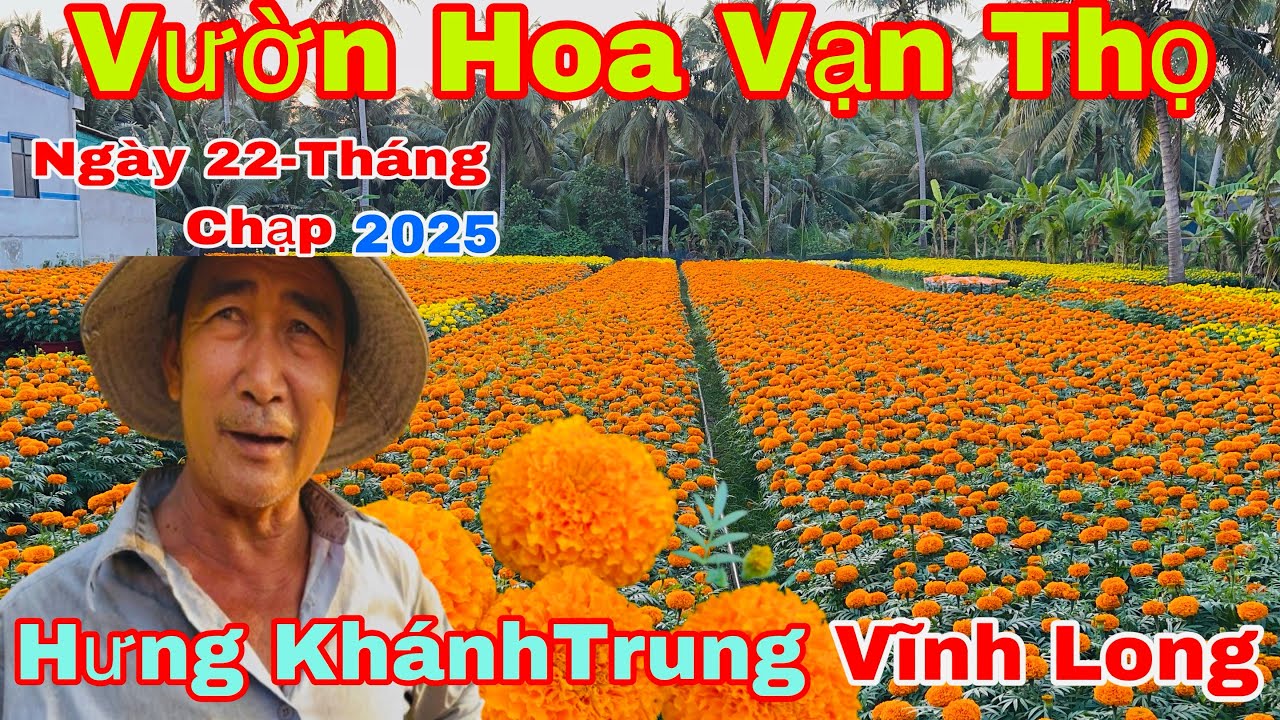 Vườn Hoa Vạn Thọ Nở Rộ Đón Tết 2026 Tại Hưng Khánh Trung – Vĩnh Long