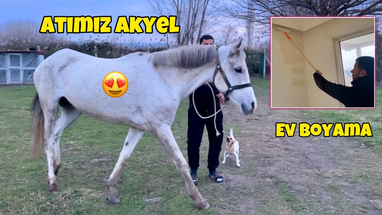 Balıkesirdeki Evimizi Boyadık 🎨 Atımız Akyeli Gezdirdik 🎠 Çiftlik İşleri Hayvanlar 🐰 Eren Acil