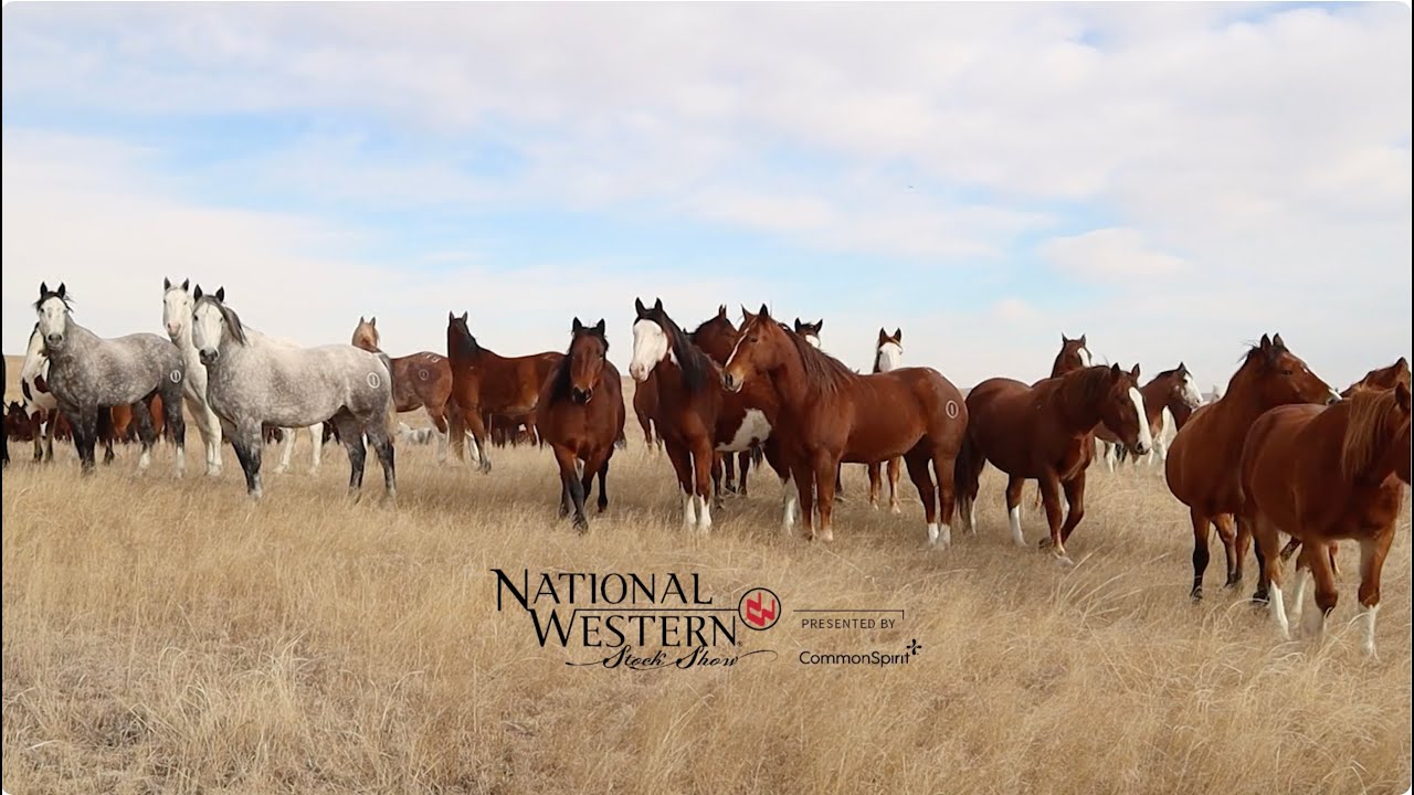 Outside the Arena: Bucking Horse Care