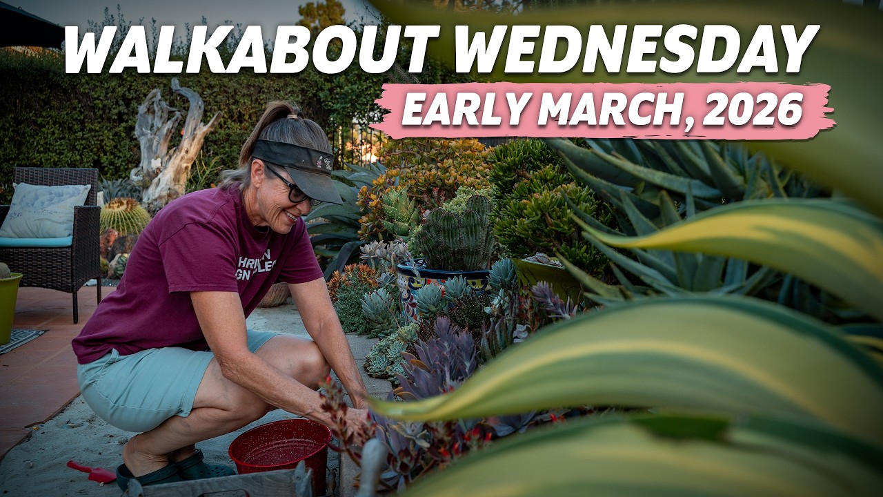 Walkabout Wednesday - Reinventing My Succulent Garden