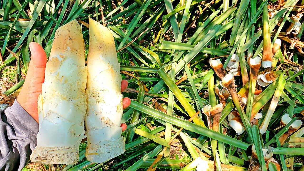 CONOZCA LAS MUTAS O MOTATES GIGANTES O CABEZA NEGRA
