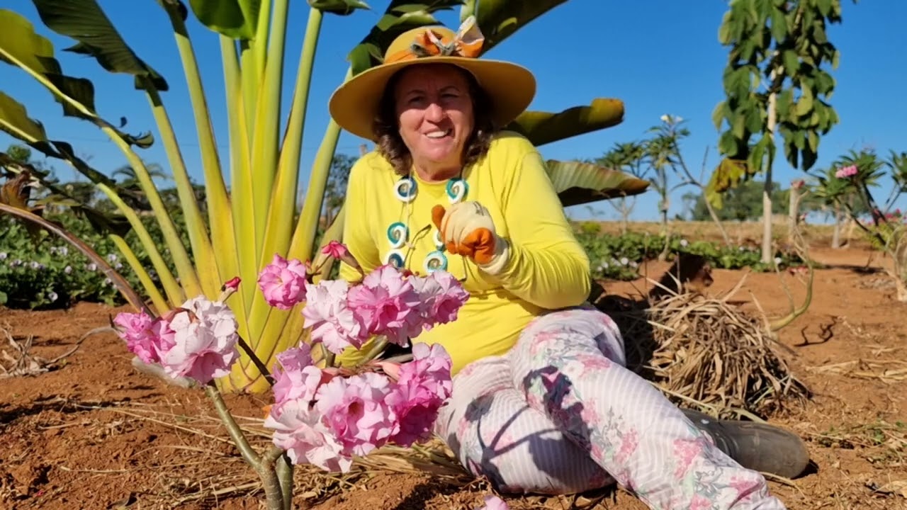 ROSAS DO DESERTO: POR QUE PLANTEI NO CHÃO? QUATRO VÍDEOS PARA VC SE INSPIRAR