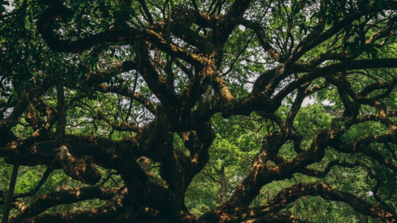 Christopher Murray - Angel Oak